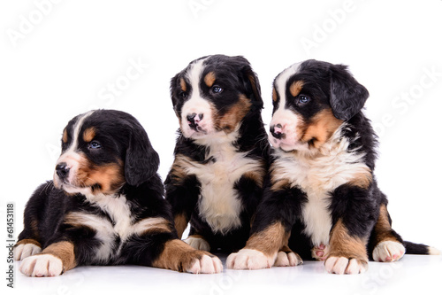 puppies Bernese Mountain Dog