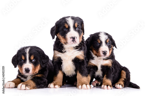 Fototapeta Naklejka Na Ścianę i Meble -  puppies Bernese Mountain Dog
