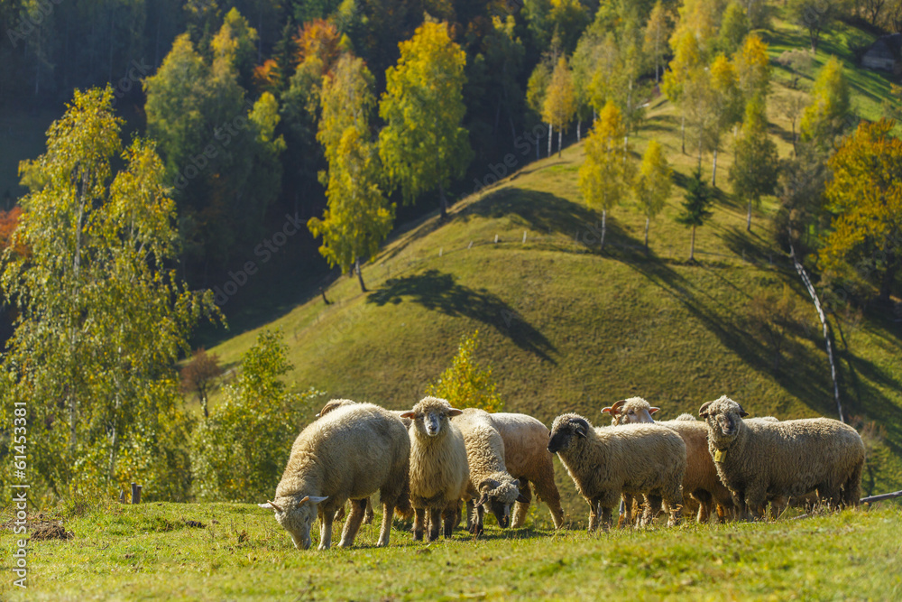 Fototapeta premium Beautiful mountain scenery with a flock of sheep