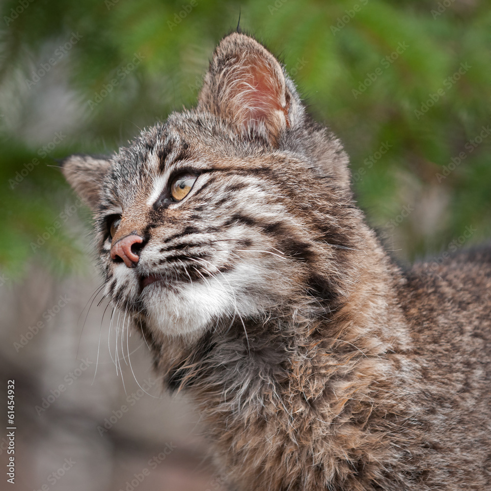 Bobcat (Lynx rufus) Looks Left Closeup Bobcat (Lynx rufus) Looks Left Closeup