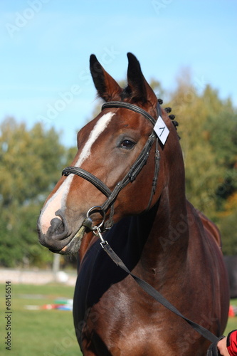 Beautiful holsteiner brown horse portrait © virgonira