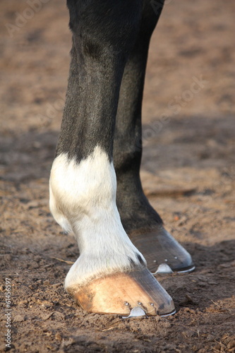 Close up of black horse hoofs