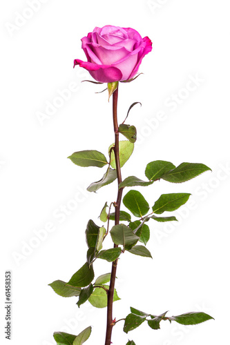 One fresh pink rose over white background