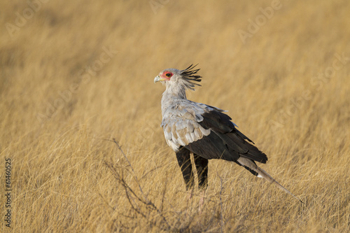 Secretary birds standing in yellow grass