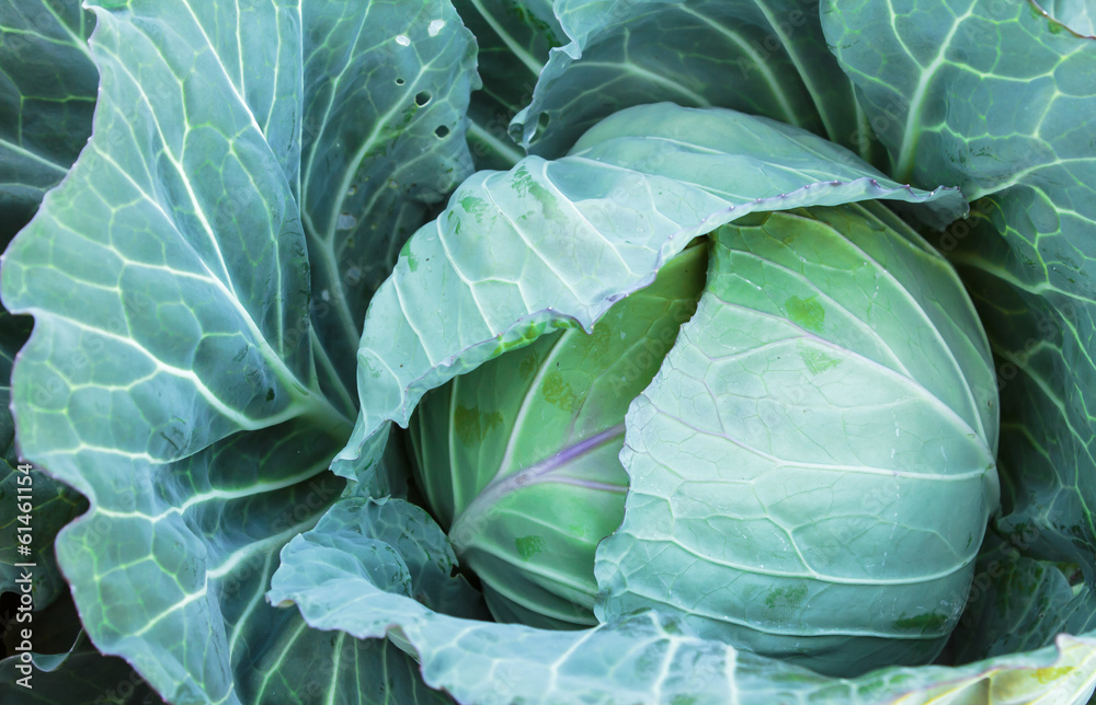 cabbage cabbage