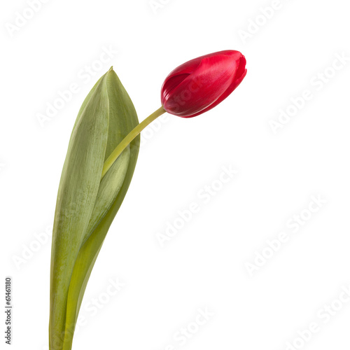 tulip flower on a stem with leaves isolated on white background
