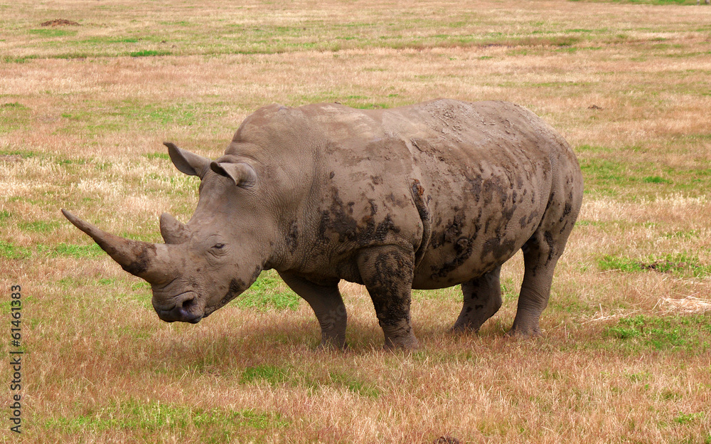 Fototapeta premium rhino in nature