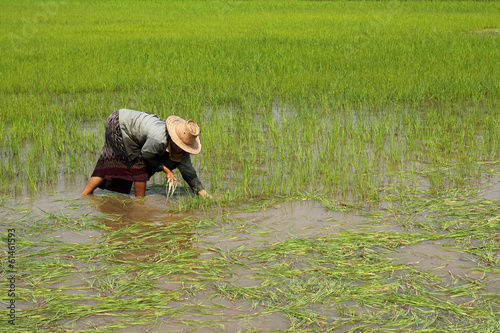 Farmer transplant rice seedlings on field