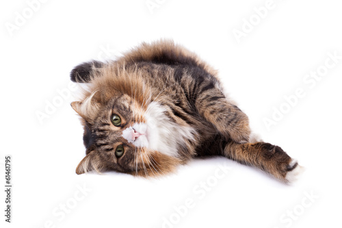 Fototapeta Naklejka Na Ścianę i Meble -  Cute cat isolated on white background