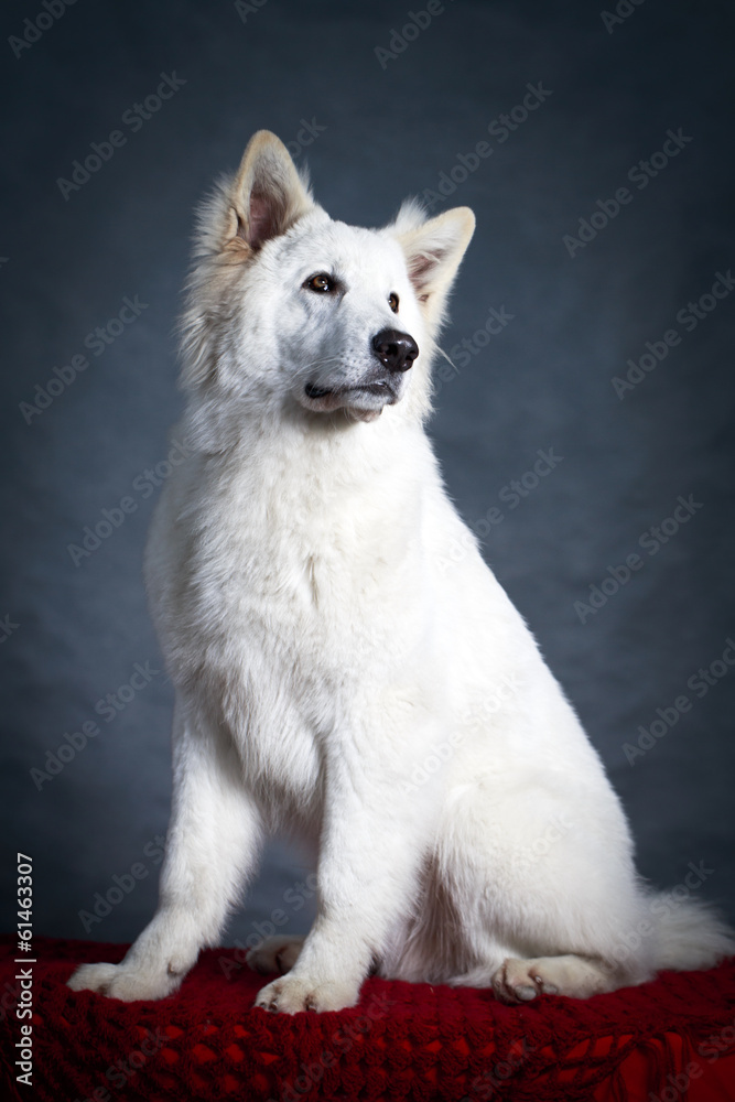 Fototapeta premium Berger Blanc Suisse Shepherd dog