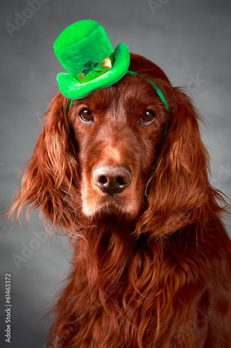 Obraz na płótnie irish dog in st.patrick hat
