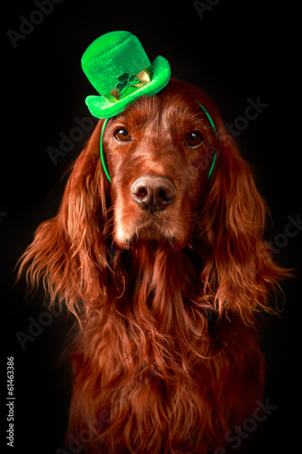 irish dog in st.patrick hat