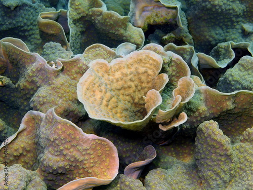 Stone coral  island Maktan  Philippine
