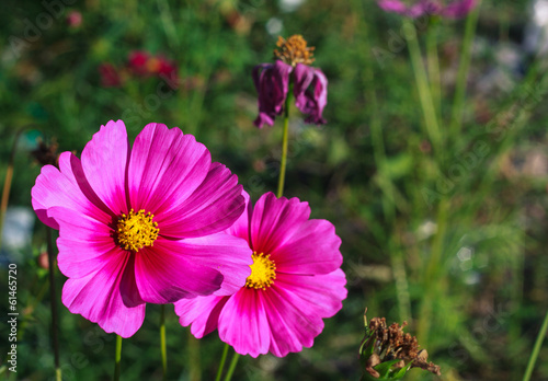Blooming cosmos spring