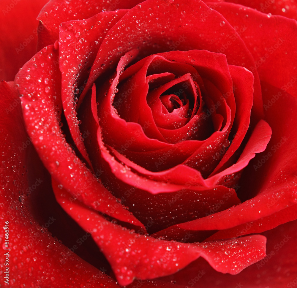 Red rose flower - obrazy, fototapety, plakaty 