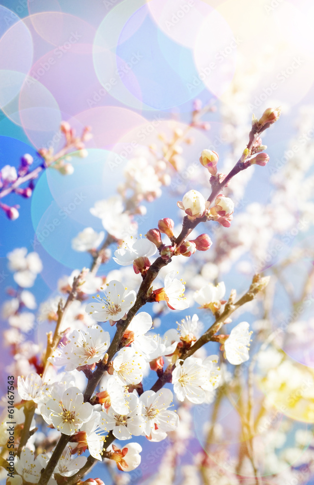 Spring blossom background