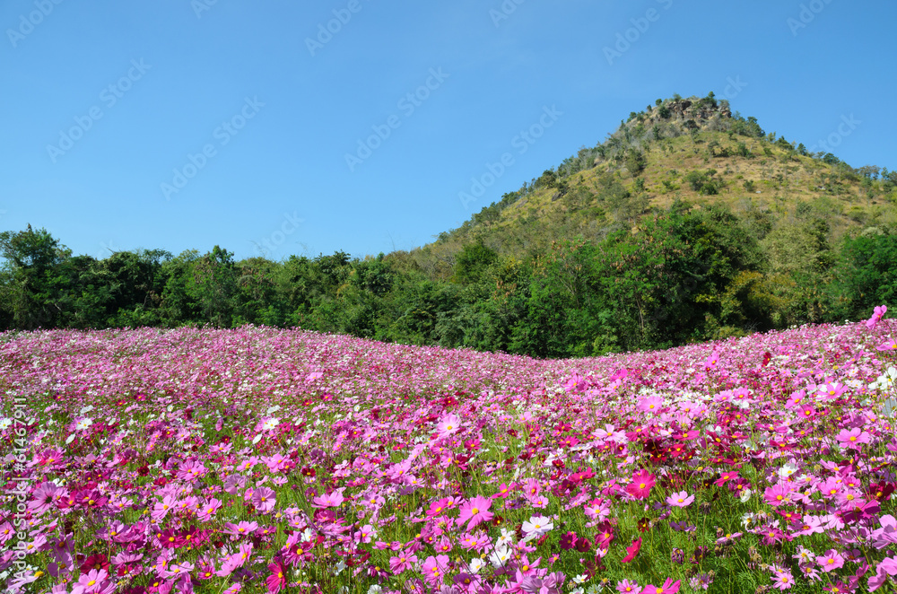 cosmos flower field