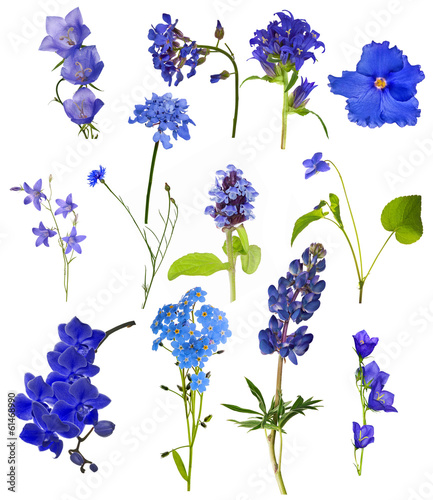 Fototapeta Naklejka Na Ścianę i Meble -  set of thirteen blue flowers isolated on white