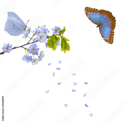 blue cherry flowers and two butterflies