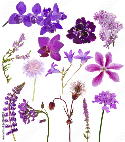 Fototapeta Naklejka Na Ścianę i Meble -  set of lilac color flowers on white