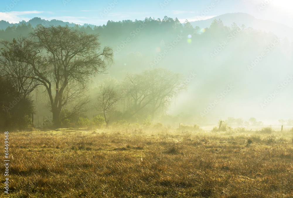 Obraz premium Fog on meadow