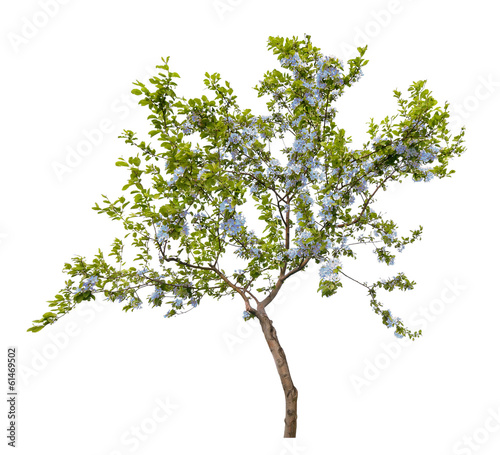 small tree with blue flowers isolated on white