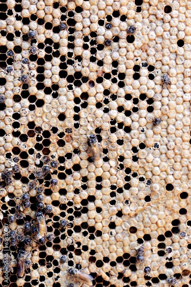 Beehive Beehive