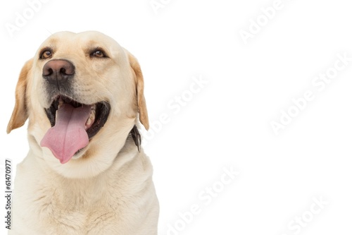 Yellow labrador dog with tongue out © WavebreakmediaMicro