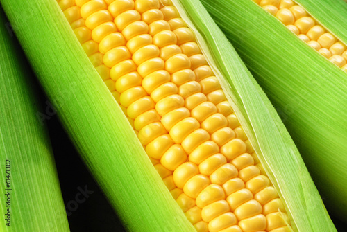 corn cob