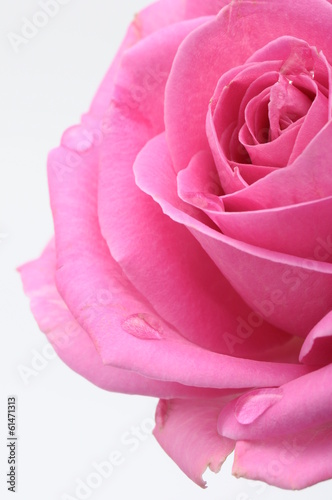 Close up of pink rose heart