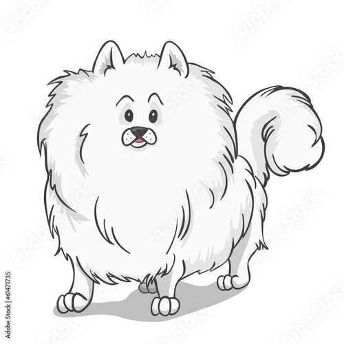 Pomeranian dog white
