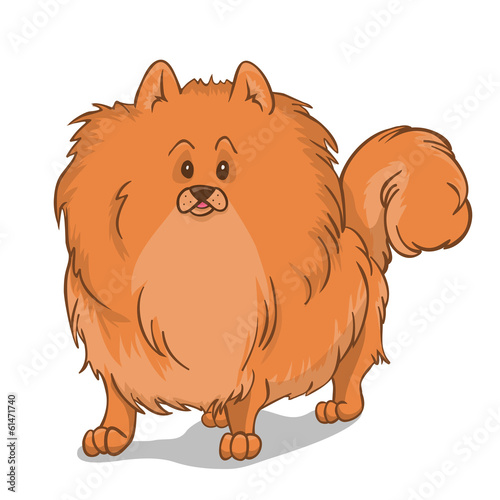 Pomeranian dog red