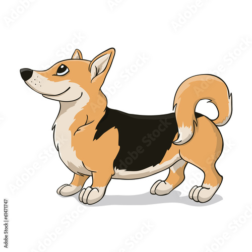 Welsh Corgi with black back