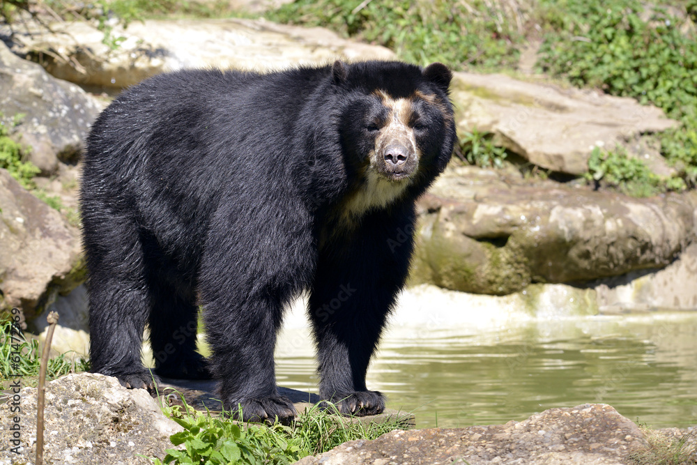 Fototapeta premium Andean bear