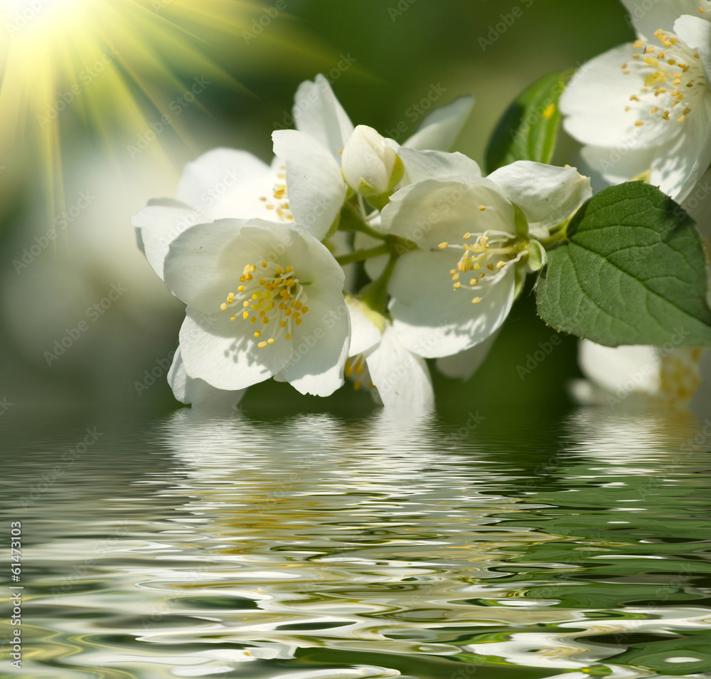 Flowers of  jasmine