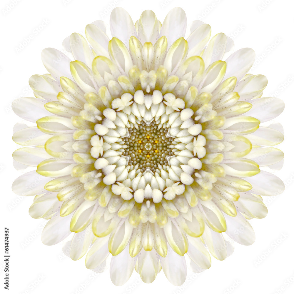 White Chrysathemum Mandala Flower Kaleidoscopic Isolated