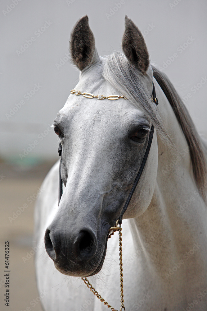 Beautiful gray Arabian horse against the stable - obrazy, fototapety, plakaty 