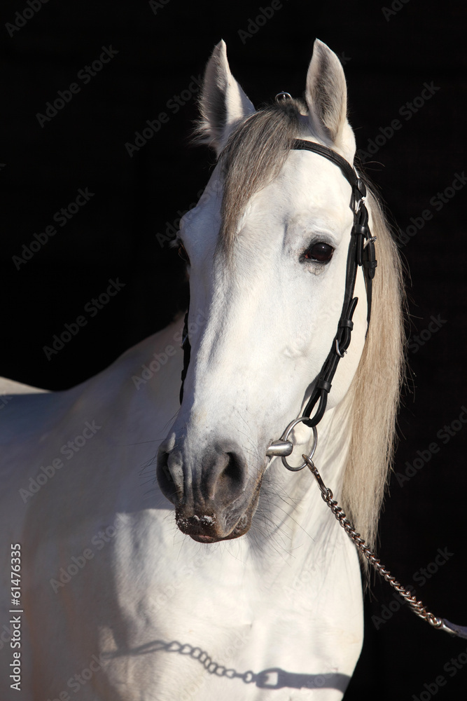 Barb white horse - obrazy, fototapety, plakaty 