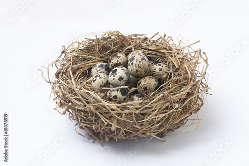 Quail eggs in a nest