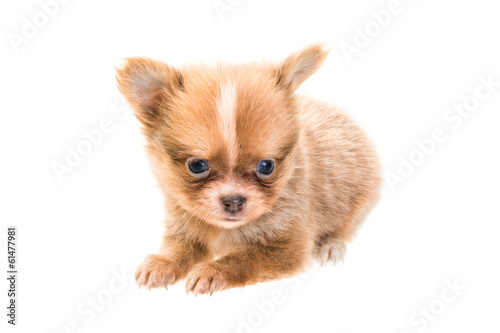 Chihuahua puppy