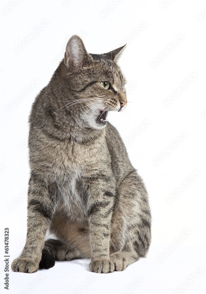 Obraz premium cat hisses