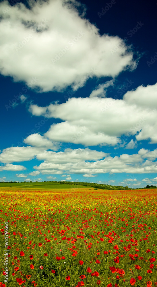 Poppy and rape field