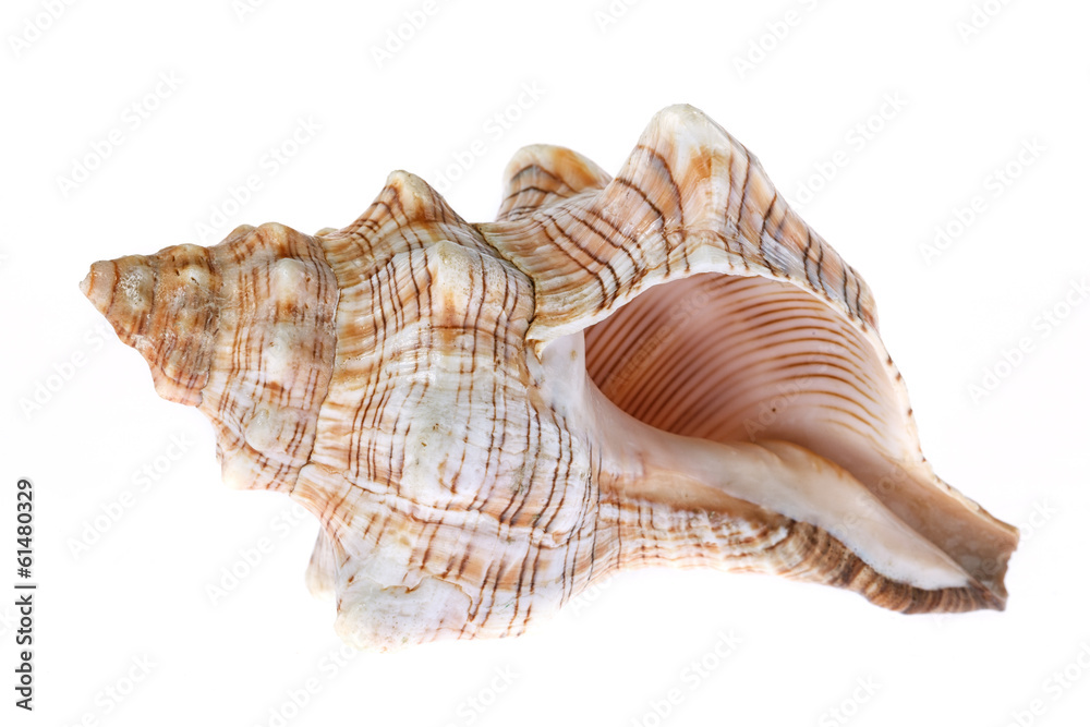 Seashell on white background