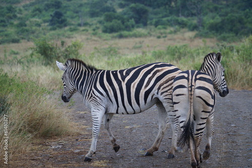 Animaux d Afrique