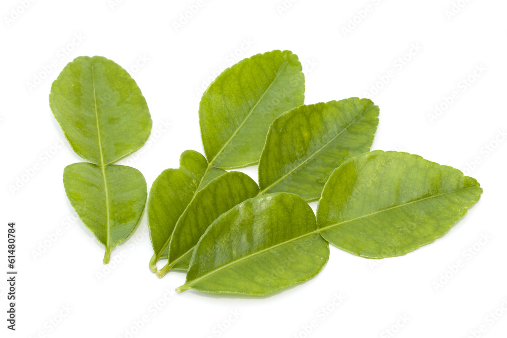 Kaffir lime leaf isolated on the white background Kaffir lime leaf isolated on the white background