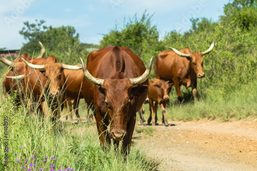 Cattle Herd Walking