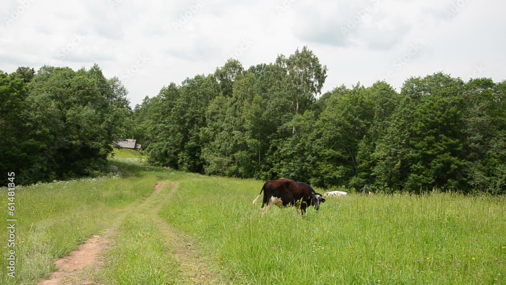 bull graze in pasture near rural road and wooden house bull graze in pasture near rural road and wooden house