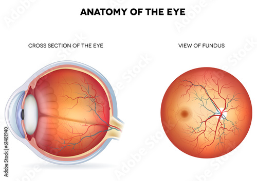 Fototapeta Naklejka Na Ścianę i Meble -  Anatomy of the eye, cross section and view of fundus