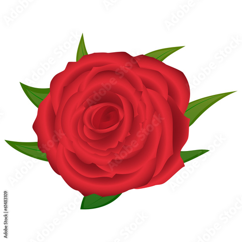 red rose closeup on a white background