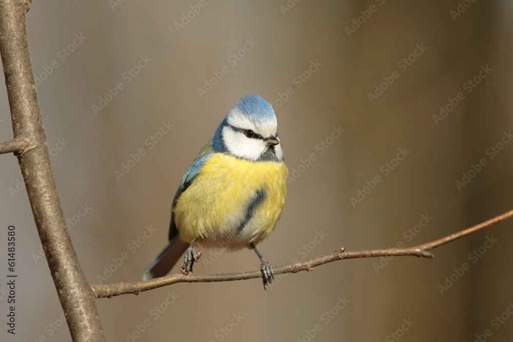 Blue tit - Parus caeruleus in autumn forest Blue tit - Parus caeruleus in autumn forest